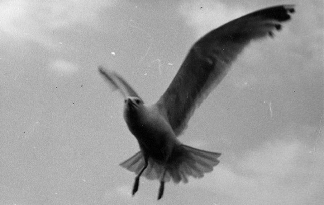 Cian Quayle Seagull in flight  2000 Lithograph from found black and white photograph (Majestic Hotel Archive)