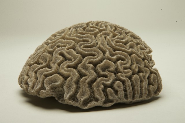 Coral Brain: The Study, Manchester Museum, The University of Manchester