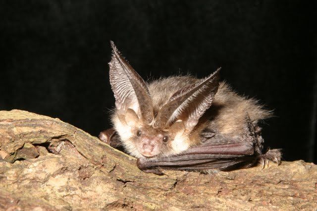 Brown-long-eared-on-log-©Hugh-Clark_Bat-Conservation-Trust_353fe568217a4ecd8f2727f818d6534e